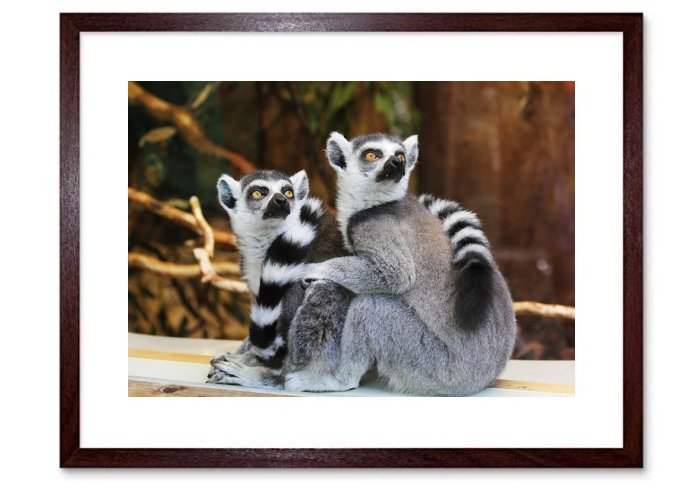Animals Lemurs Wildlife Zoo Monkey Mammal African